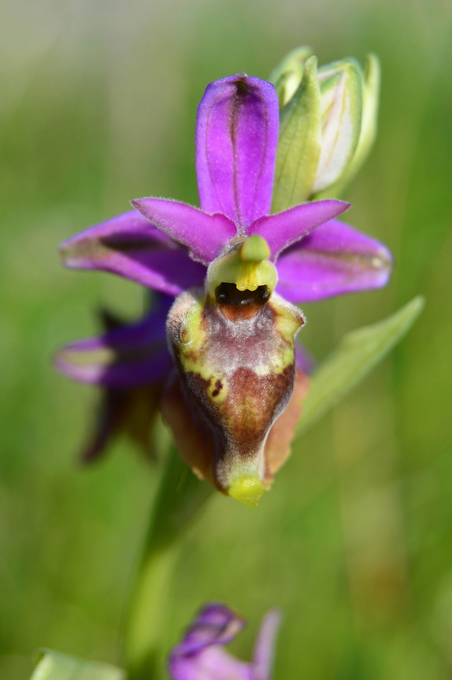 Ophrys da determinare 05 04 2014